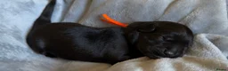 Goldador dogs for sale: Beautiful Goldador Puppies - Advert 27