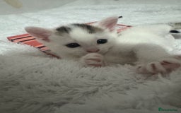 Domestic Shorthair cats for sale: Female kittens  - Image 4