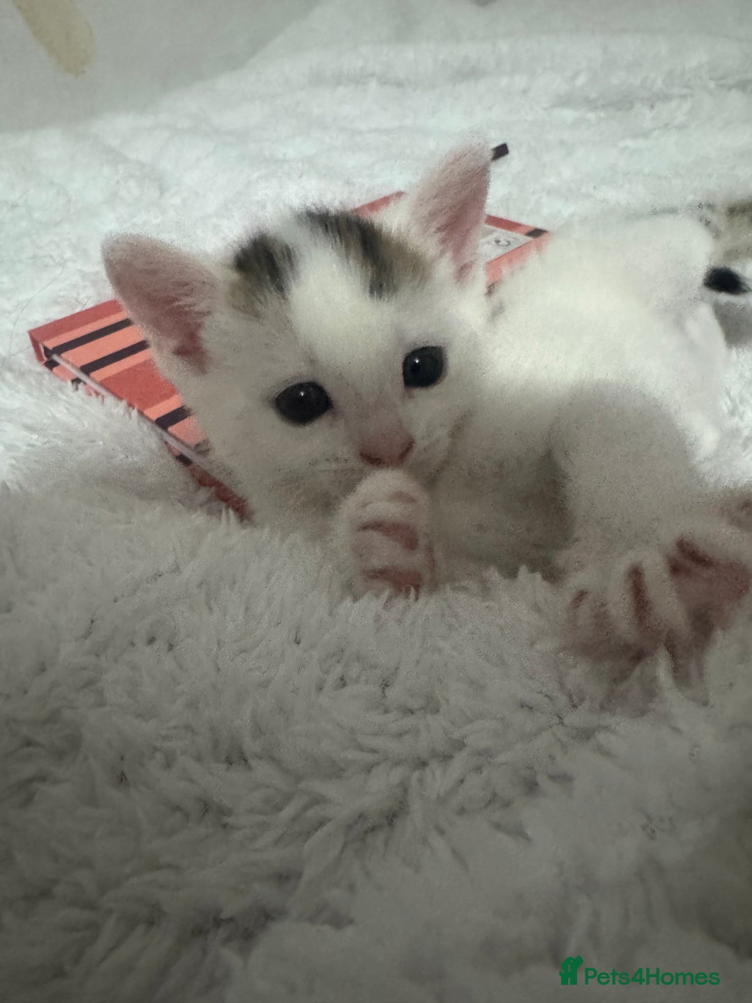 Domestic Shorthair cats for sale: Female kittens  - Image 4