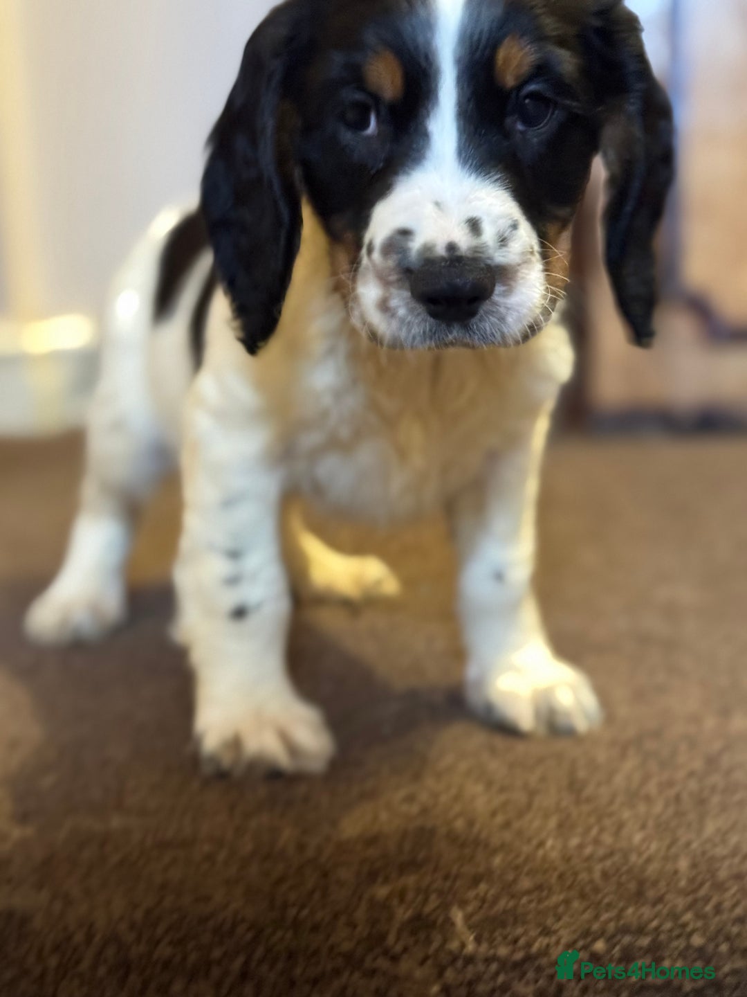 English Springer Spaniel dogs for sale: KC Calm English Springer Spaniel Puppies - Image 27