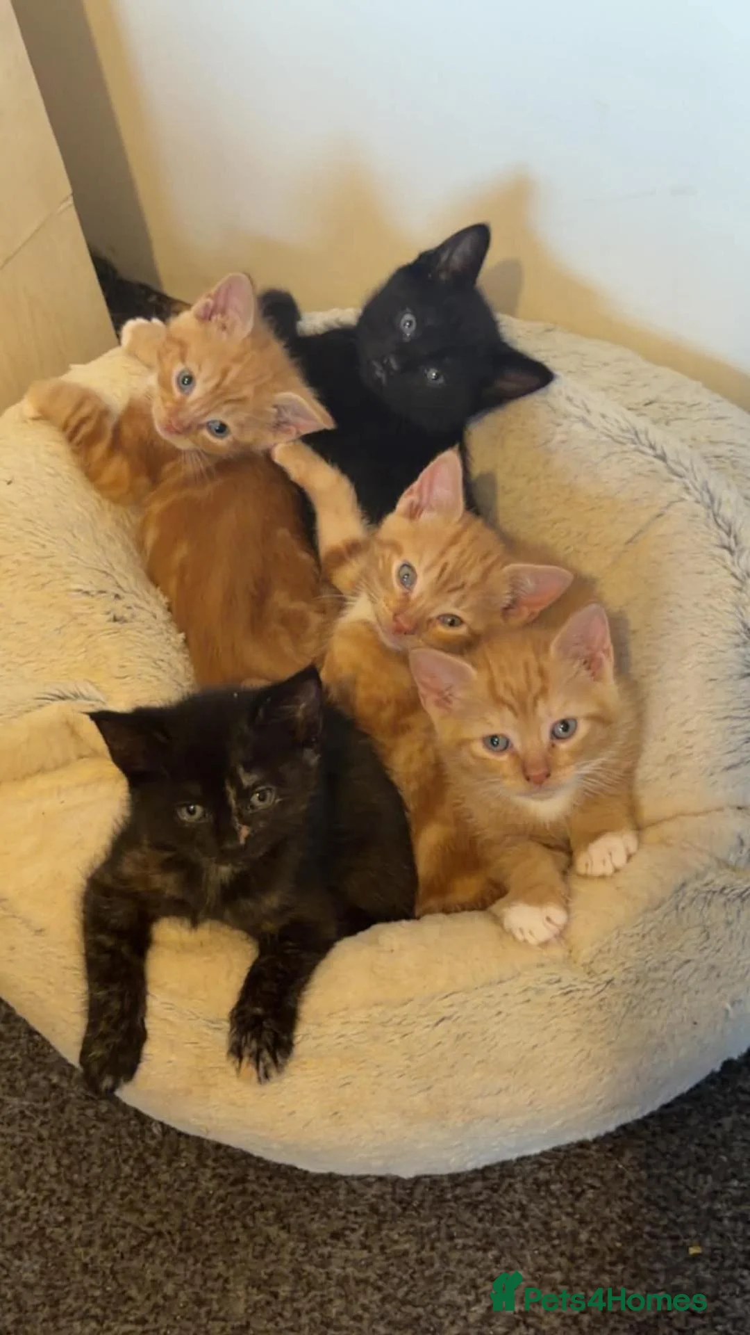 British Shorthair cats for sale: Litter of 5 kittens, ready 9th October  - Advert 7