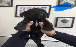 Cocker Spaniel dogs for sale: Working cocker spaniel 1 girls left  - Image 22