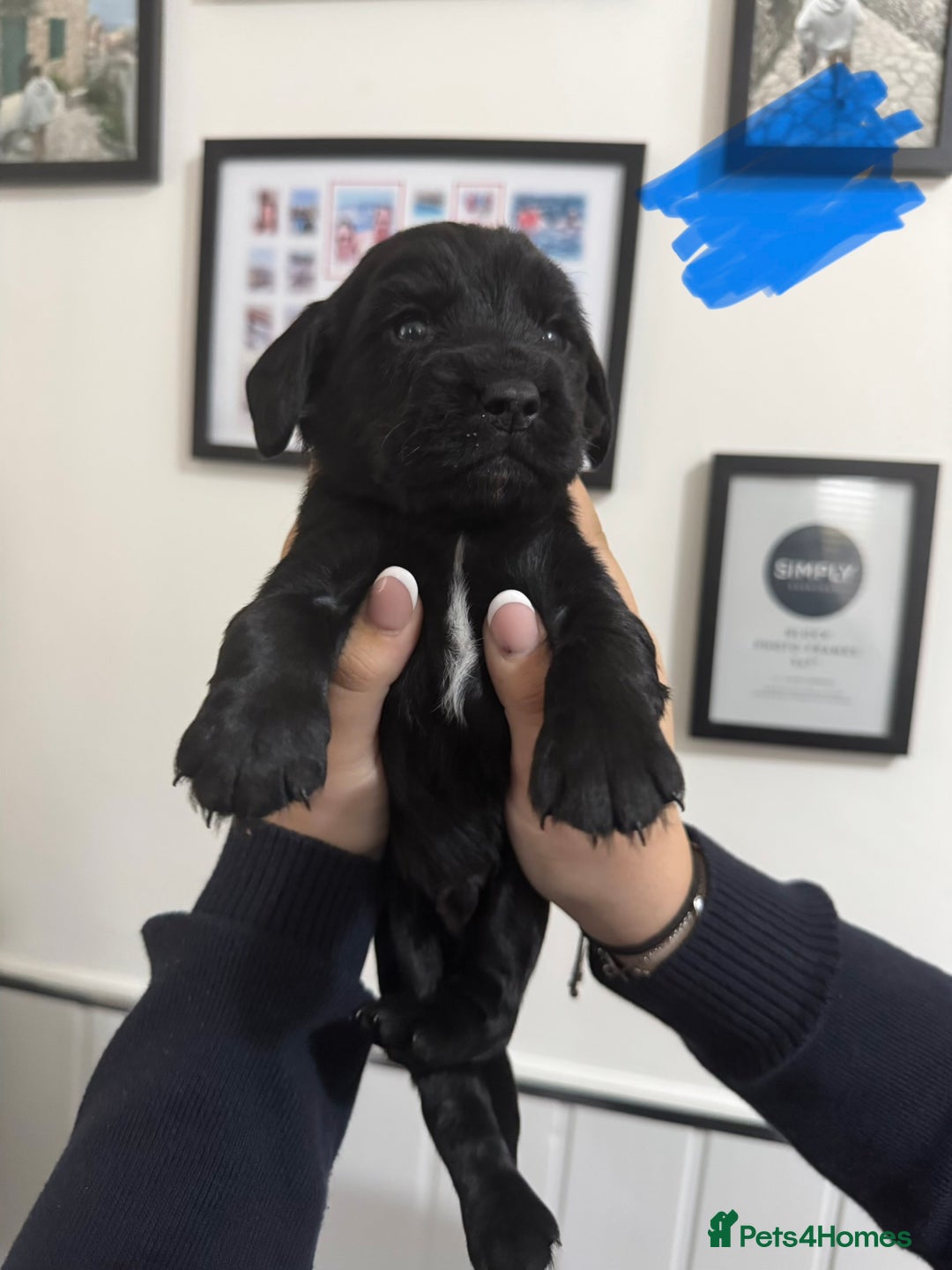 Cocker Spaniel dogs for sale: Working cocker spaniel 1 girls left  - Image 22