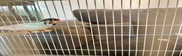 Finches birds for sale: Zebra Finches For Sale - Advert 6