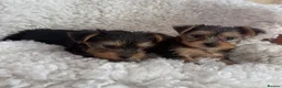 Yorkshire Terrier dogs for sale: Yorkshire terrier 2 boys - Advert 5