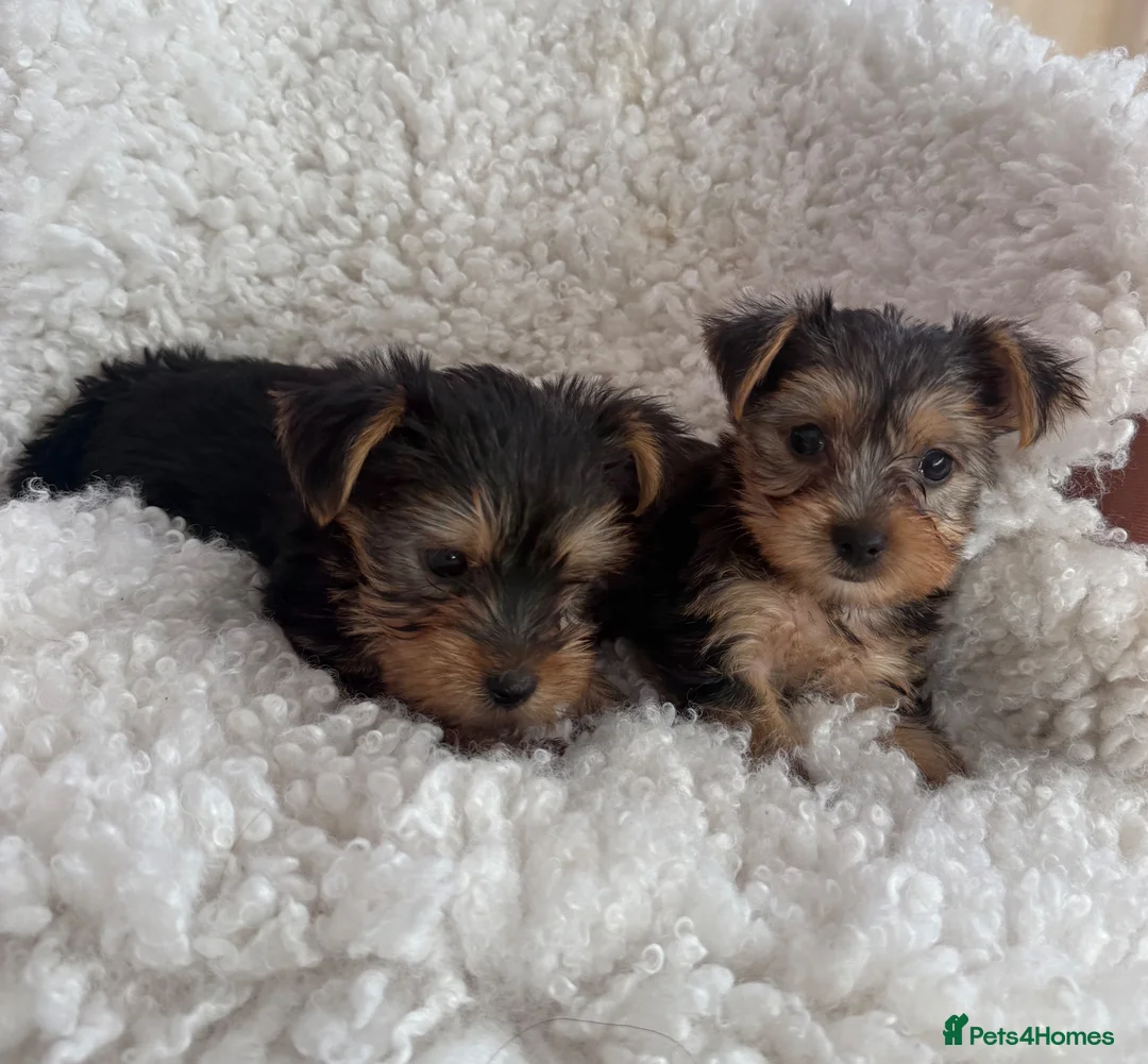 Yorkshire Terrier dogs for sale: Yorkshire terrier 2 boys - Advert 5