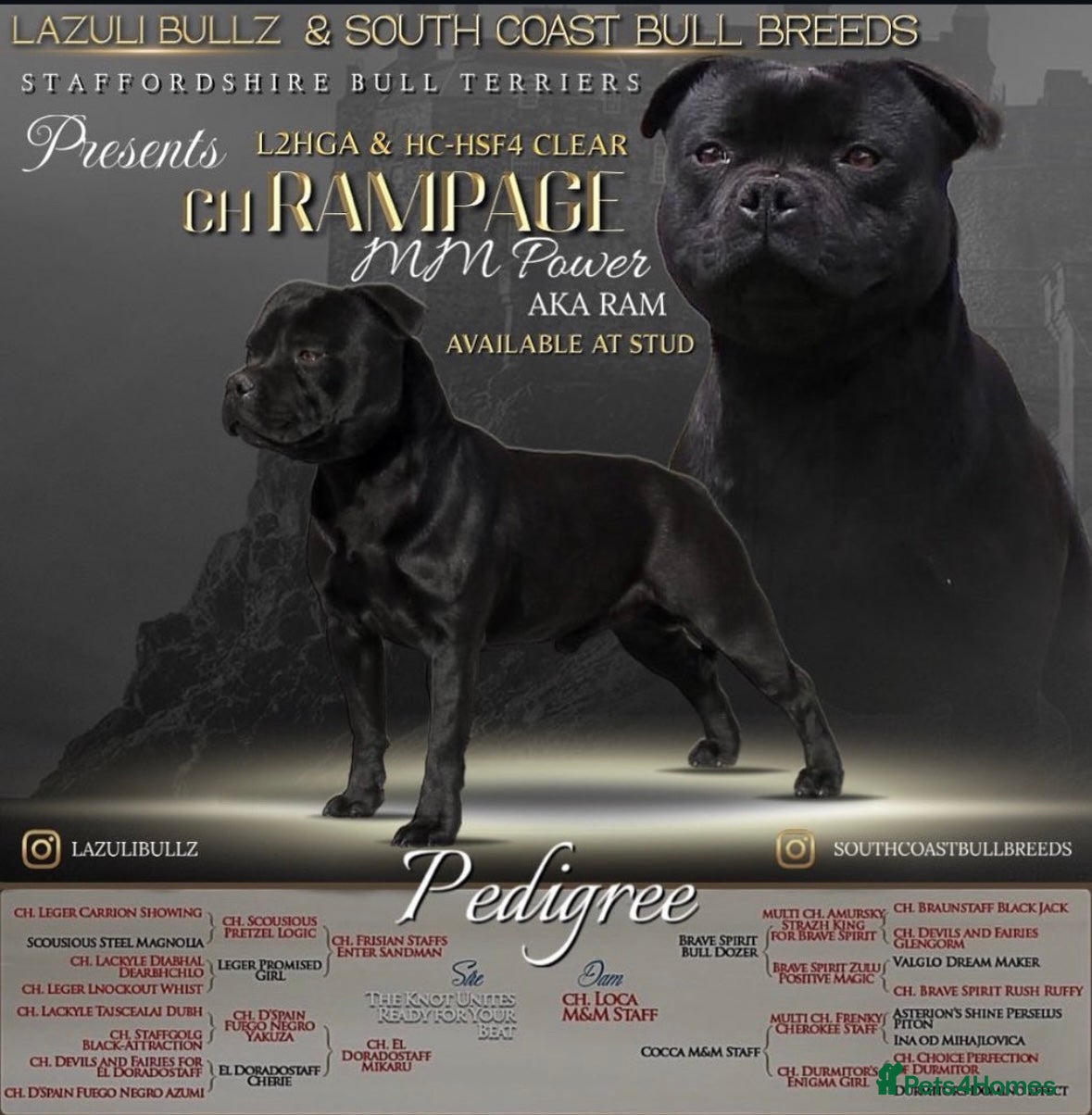 Staffordshire Bull Terrier dogs ULTIMATE BLACK CHAMPION STUD RAMPAGE in Airdrie - Advert 1
