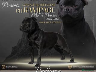 Staffordshire Bull Terrier dogs ULTIMATE BLACK CHAMPION STUD RAMPAGE in Airdrie - Advert 1