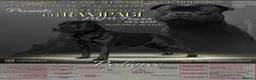 Staffordshire Bull Terrier dogs for stud: ULTIMATE BLACK CHAMPION STUD RAMPAGE in Airdrie - Advert 1