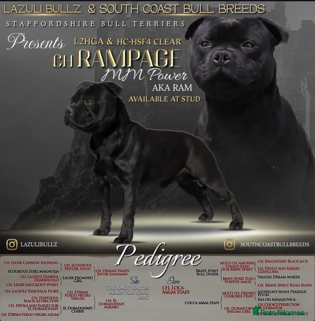 Staffordshire Bull Terrier dogs for stud: ULTIMATE BLACK CHAMPION STUD RAMPAGE in Airdrie - Advert 1