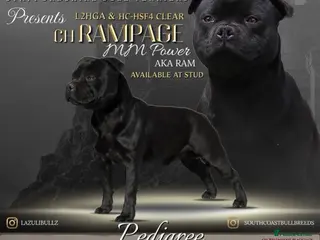 Staffordshire Bull Terrier dogs ULTIMATE BLACK CHAMPION STUD RAMPAGE in Airdrie - Advert 1