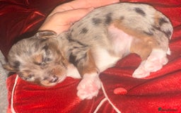 Mixed Breed dogs for sale: Stunning Merle chihuahua 2 girls ready 22nd dec - Advert 29