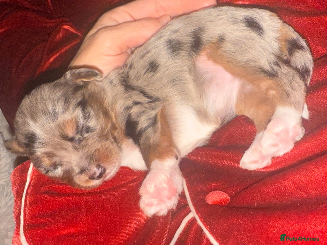 Mixed Breed dogs for sale: Stunning Merle chihuahua 2 girls ready 22nd dec - Advert 29