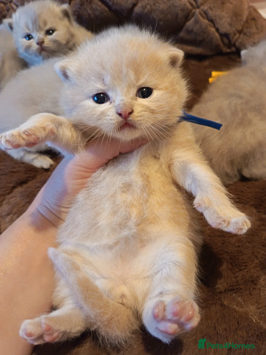 British Shorthair cats for sale: British Shorthair Lilac and Cream GCCF registered  - Advert 22