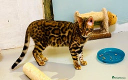 Bengal cats for sale: Brown rosetted male bengal kitten - Image 2