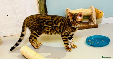 Bengal cats - Advert 2