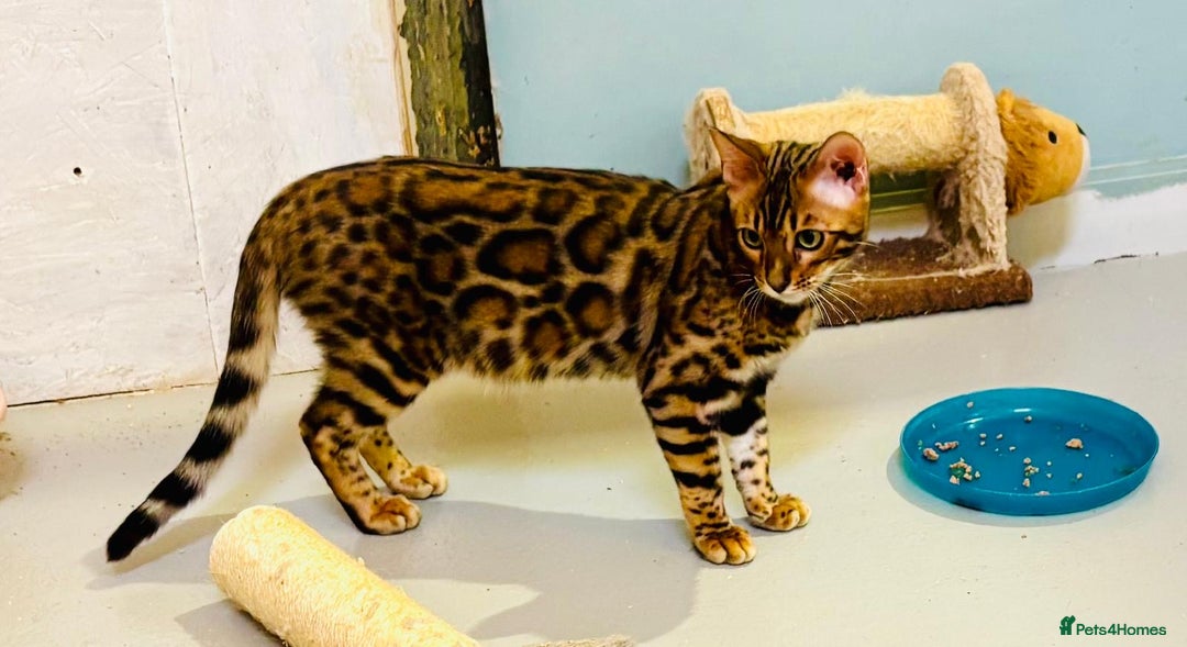 Bengal cats for sale: Brown rosetted male bengal kitten - Image 2