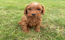 Cockapoo dogs for sale: Adorable F1B cockapoo puppies - Image 7