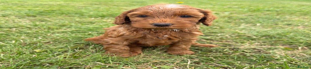 Cockapoo Puppy 1