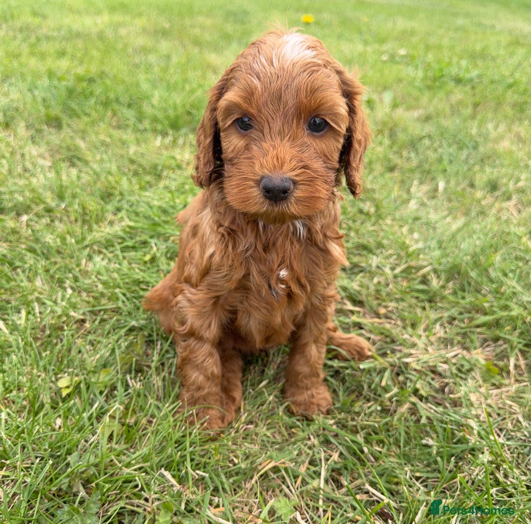 Cockapoo dogs for sale: Adorable F1B cockapoo puppies - Image 7