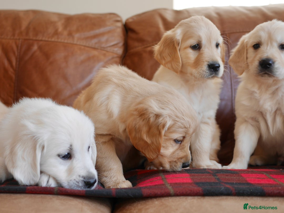Golden Retriever dogs for sale: Quality KC Health Tested Golden Retriever Puppies - Advert 8