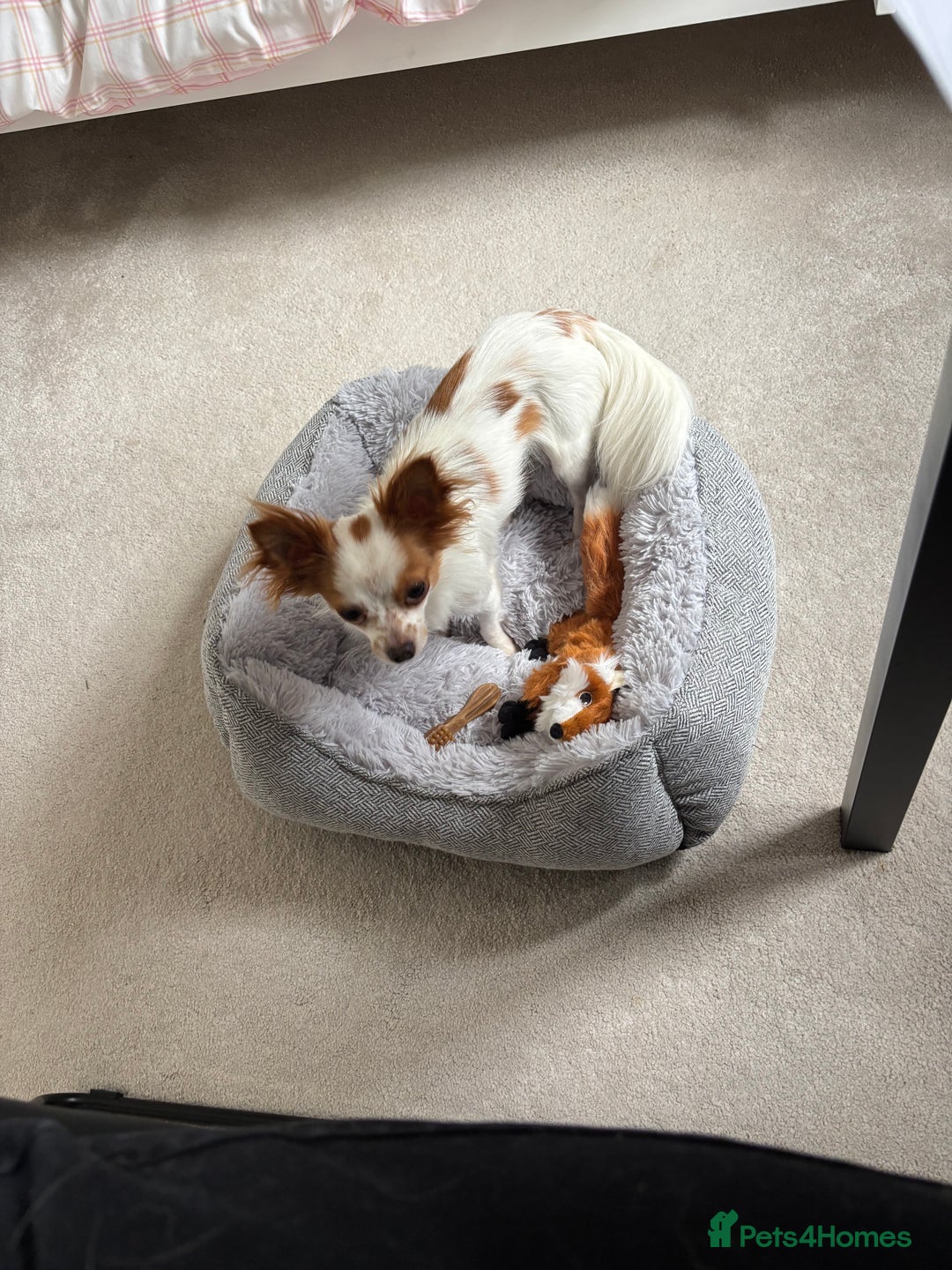 Chihuahua dogs for sale: 11 month old Chihuahua for sale  - Image 3