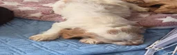 Cocker Spaniel dogs for sale: Cocker spaniel puppies - Advert 5