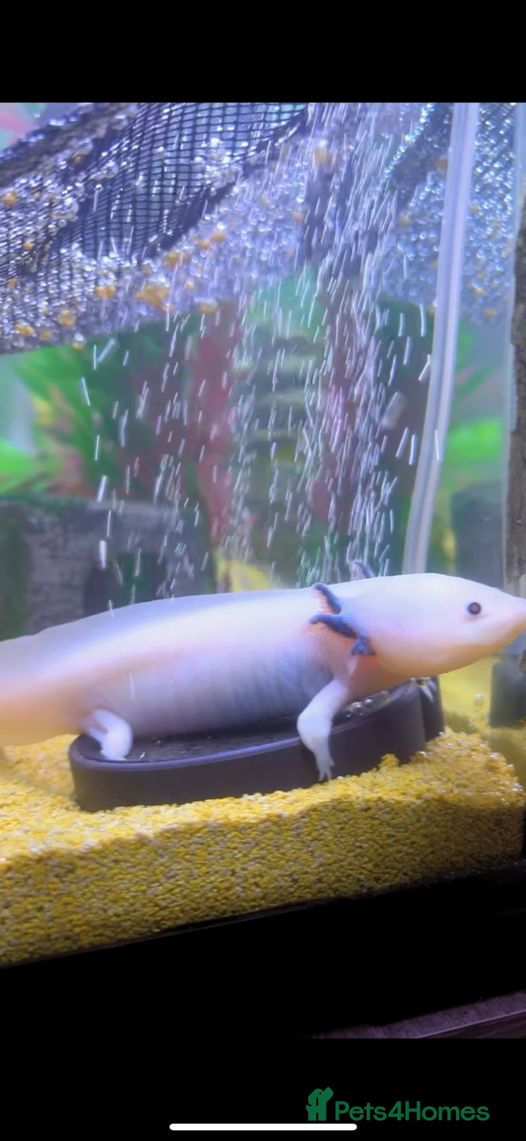 Axolotl reptiles for sale: Female axolotl with tank and stand  - Advert 3