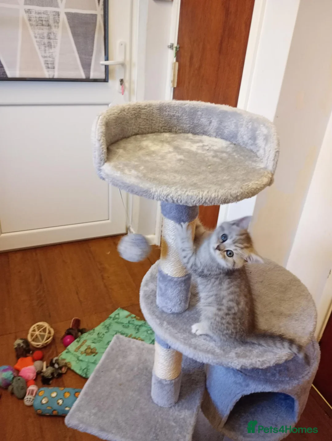 Persian cats for sale: Stunning Chinchilla Persian Cross Male - Advert 2