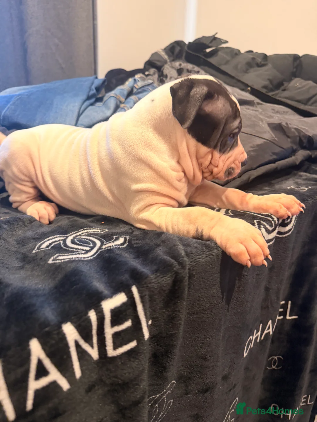 Mixed Breed dogs for sale: Sharpei/Mastiff x Staff - Ready 4 New Homes  - Advert 3