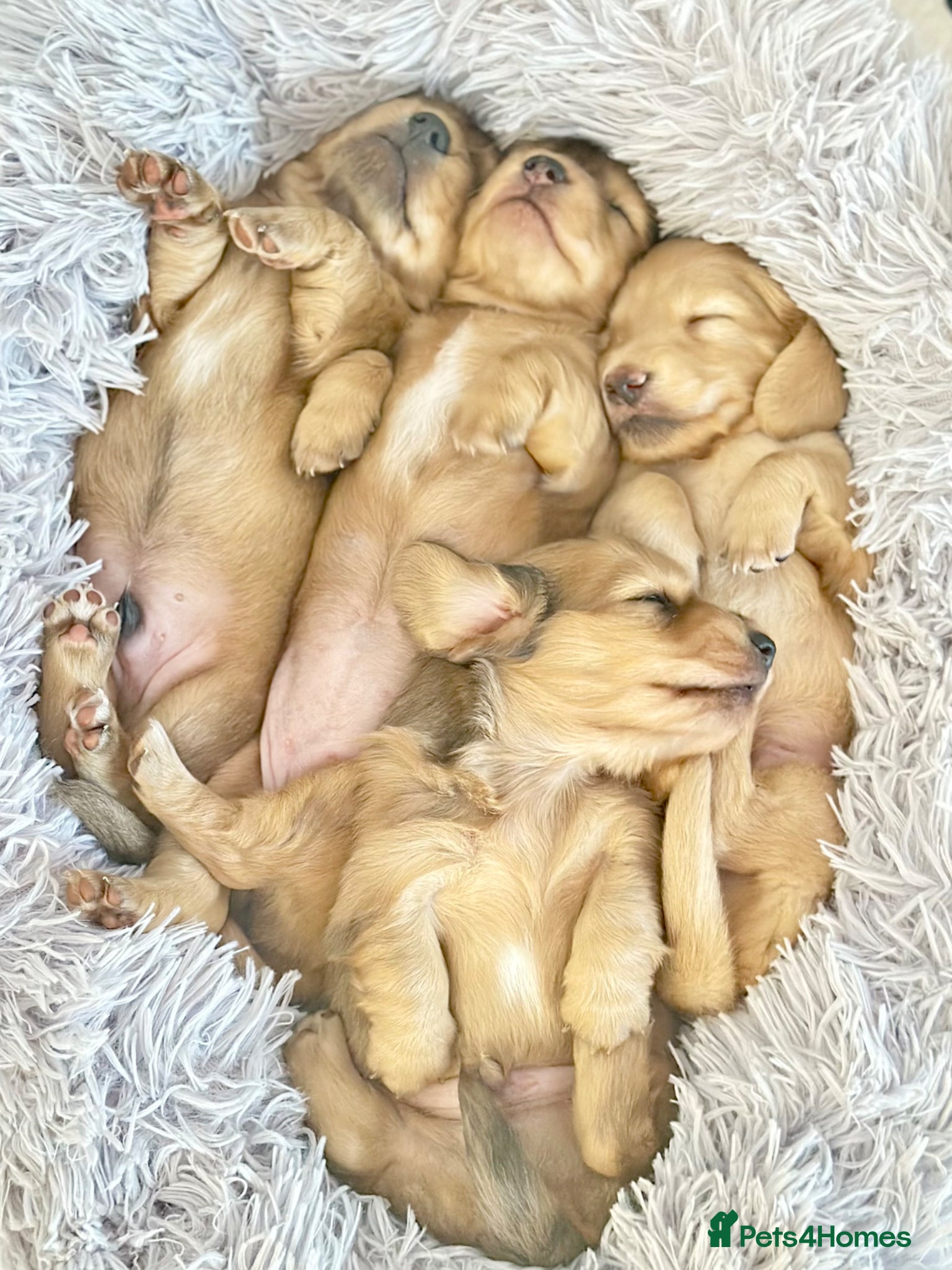 Miniature Dachshund dogs 𝕃𝕠𝕟𝕘 𝕙𝕒𝕚𝕣𝕖𝕕 𝕔𝕣𝕖𝕒𝕞 𝕡𝕦𝕡𝕡𝕚𝕖𝕤🤍 - Advert 1