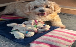 Mixed Breed dogs for sale: Malton Puppies - Image 8