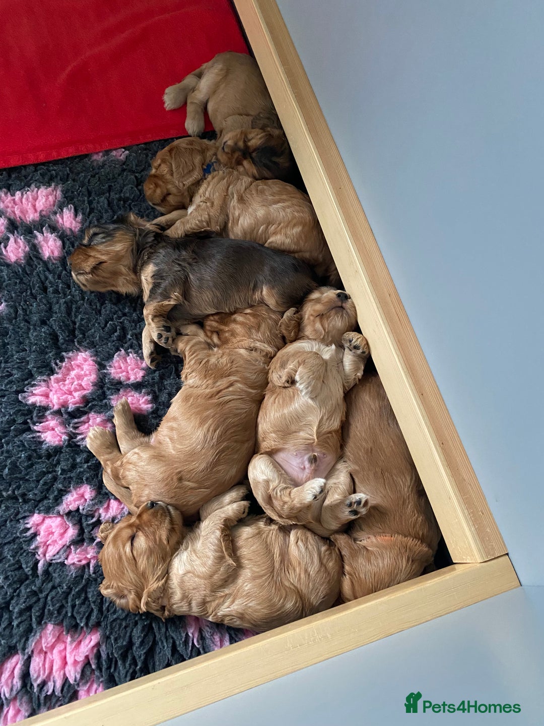 Cocker Spaniel dogs for sale: KC Sable show type Cocker spaniel puppies - Image 15