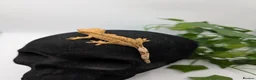Gecko reptiles for sale: Mixed Morph Crested Gecko - Advert 7