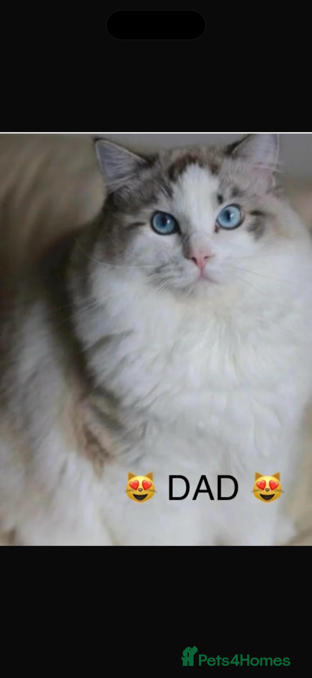 Ragdoll cats for sale: Ragdoll blue lynx - Male - Advert 7