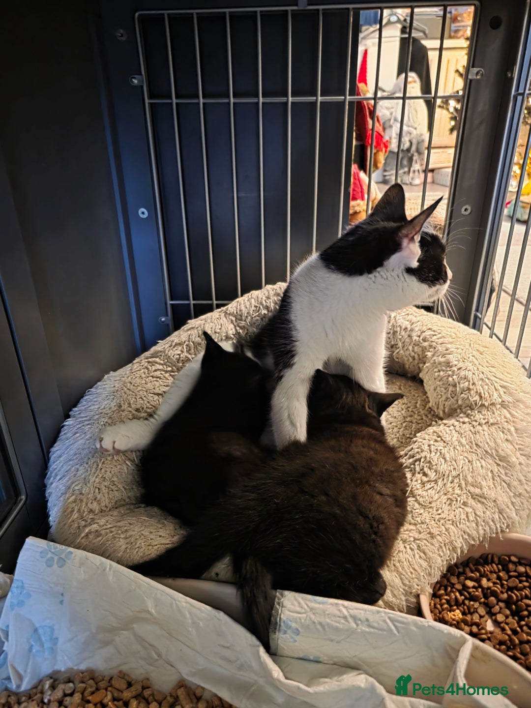 Mixed Breed cats for sale: 2 male cross BSH kittens ready now - Advert 5