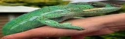 Chameleon reptiles for sale: Super Tame Panther Chameleon - Nosy Be - Advert 2