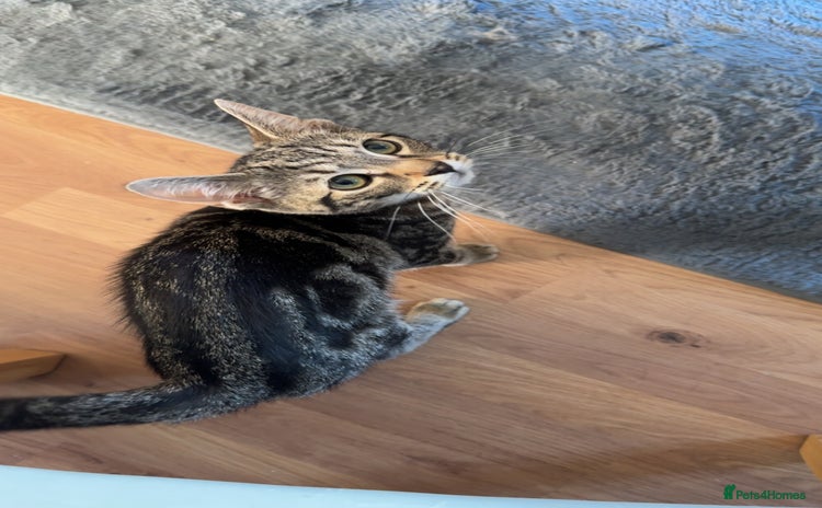 Toyger cats - Advert 2