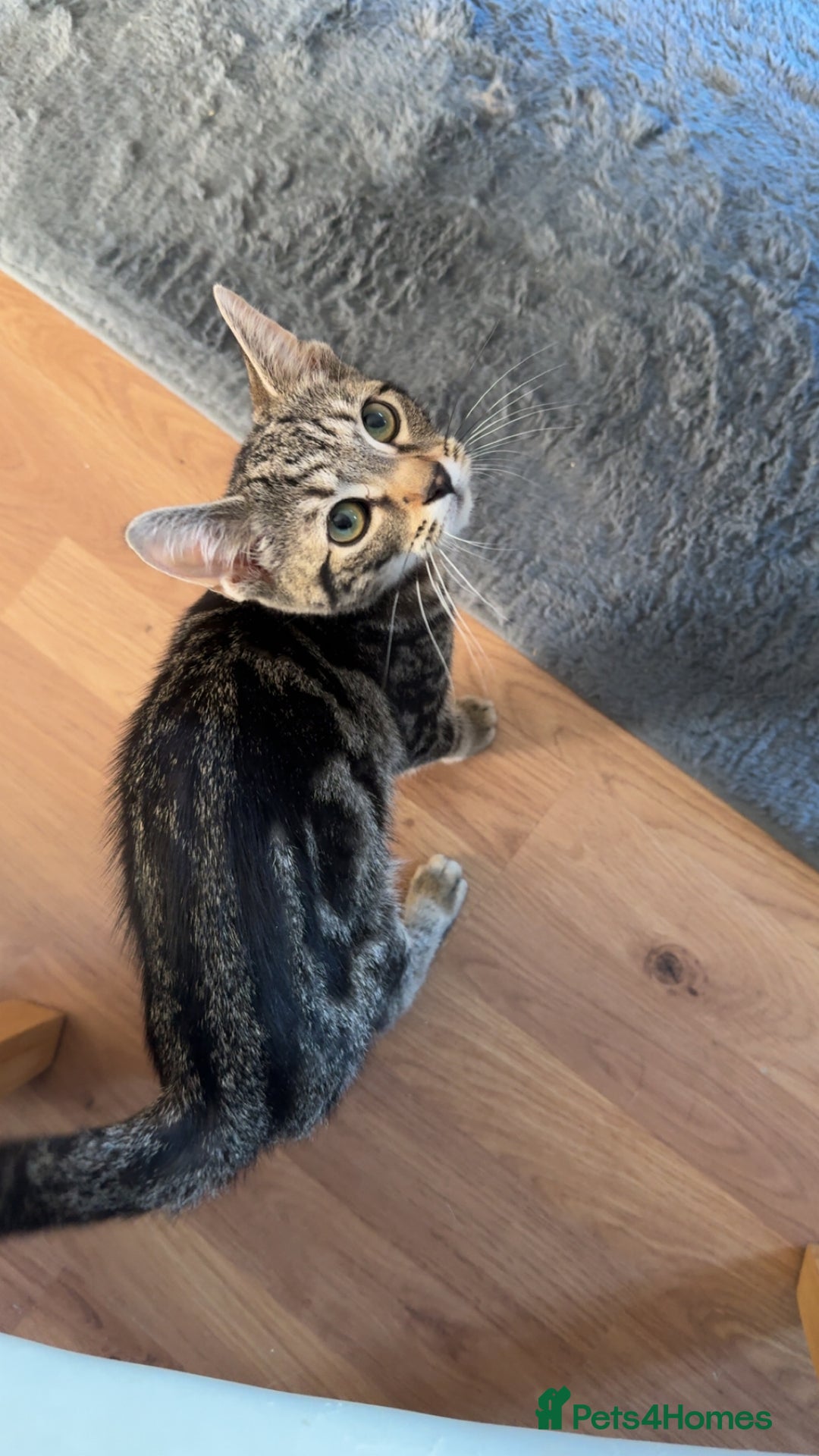 Toyger cats for sale: Tabby cross bengal  - Image 1