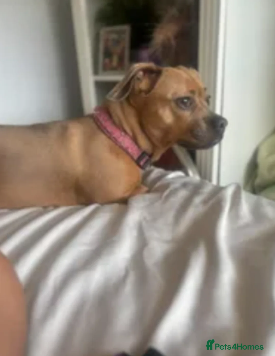 Mixed Breed dogs for sale: French bull weiner  - Advert 3