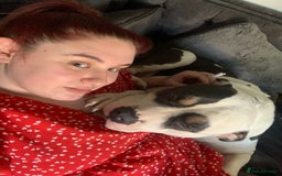American Bulldog dogs for sale: Female (spayed) American bulldog  - Image 9