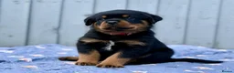 Rottweiler dogs for sale: 5 Exceptional KC Registered Rottweiler Puppies - Advert 26