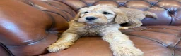 Labradoodle dogs for sale: Adorable Labradoodle Puppies  - Advert 1