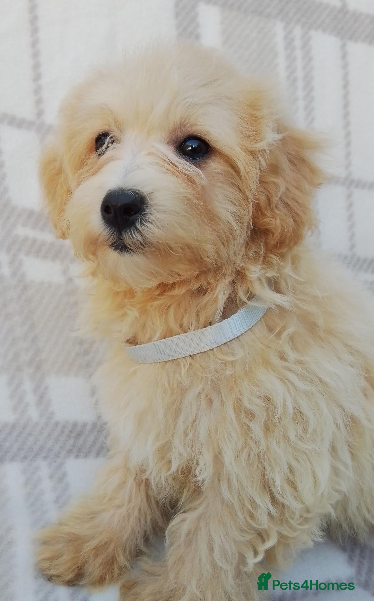 Maltipoo dogs Maltipoo puppies  - Advert 1
