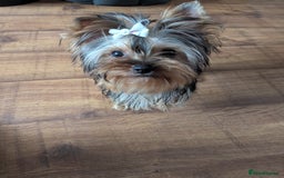 Yorkshire Terrier dogs for sale: Female Yorkshire terrier  - Image 4