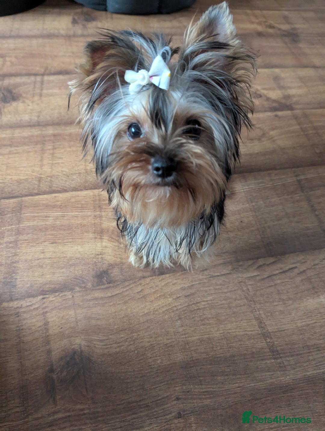 Yorkshire Terrier dogs for sale: Female Yorkshire terrier  - Image 4