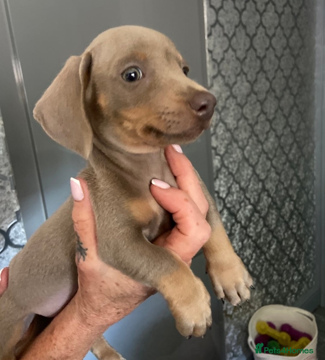 Miniature Dachshund dogs for sale: Beautiful mini dashys 💜 - Image 22