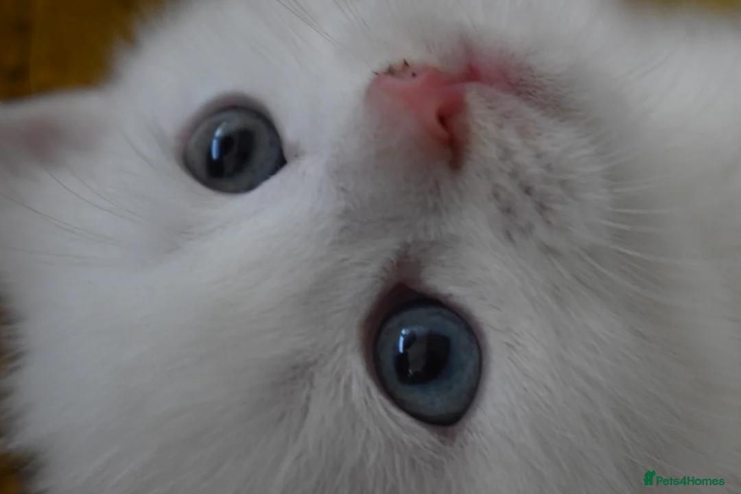 Mixed Breed cats for sale: Rare Odd Eye Mixed Breed Kitten for sale - Advert 9