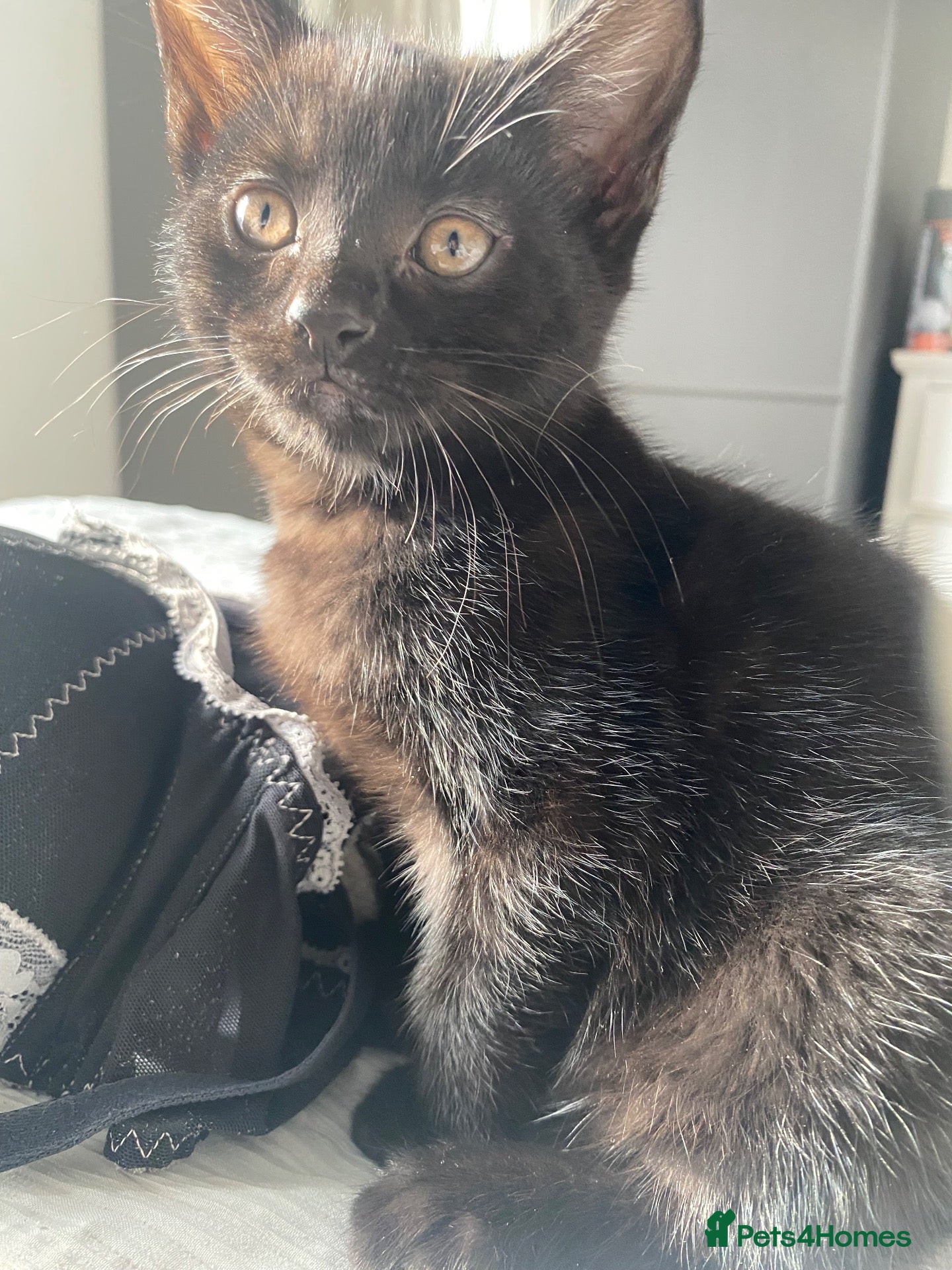 British Shorthair cats Two beautiful little girls - Advert 5