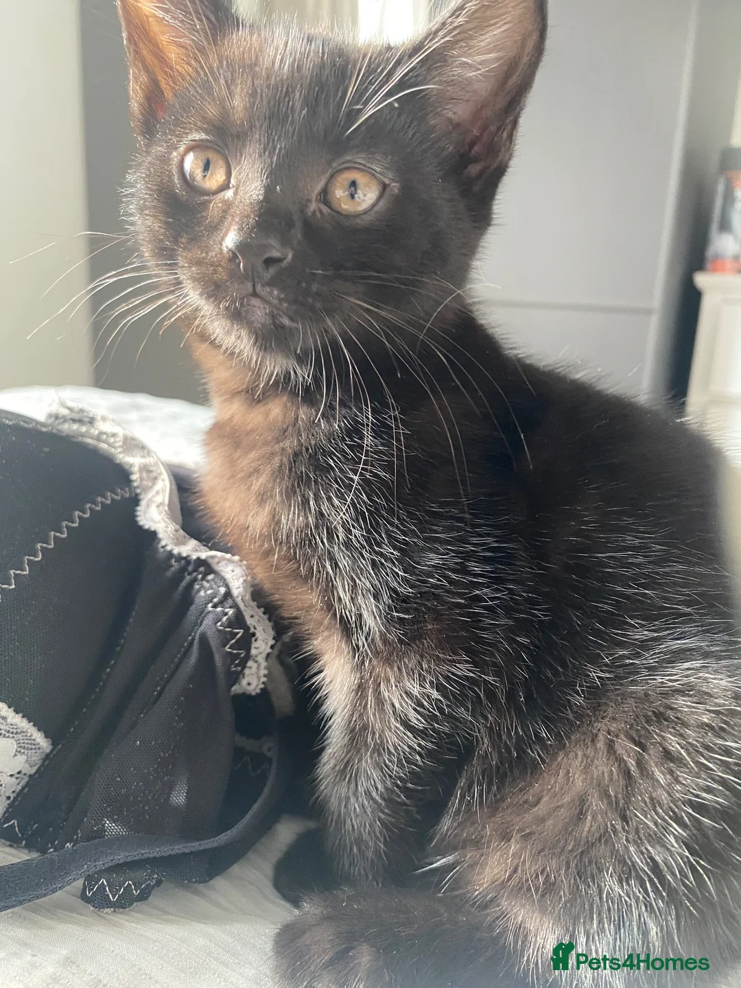 British Shorthair cats for sale: Two beautiful little girls - Advert 1